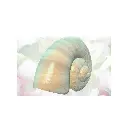 new today 5.webp